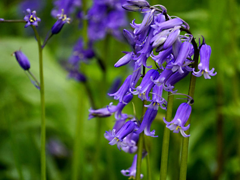 Detailed shot of bluebells in a wood CREDIT Shutterstock Detailed shot of bluebells in a wood CREDIT Shutterstock