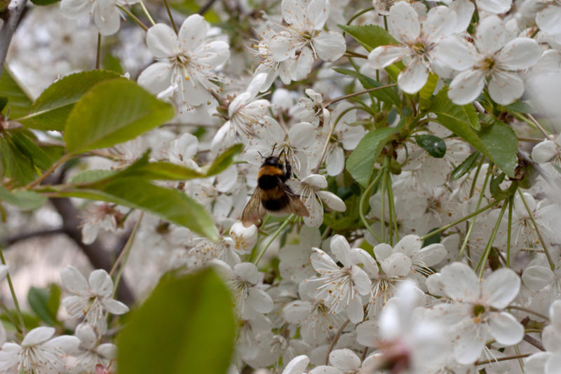 A Bee on a Flowering cherry tree A Bee on a Flowering cherry tree