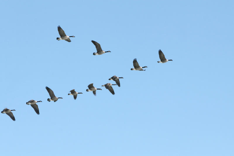Geese flying in V-formation