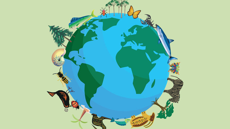 A drawing of the earth, encircled by various flora and fauna