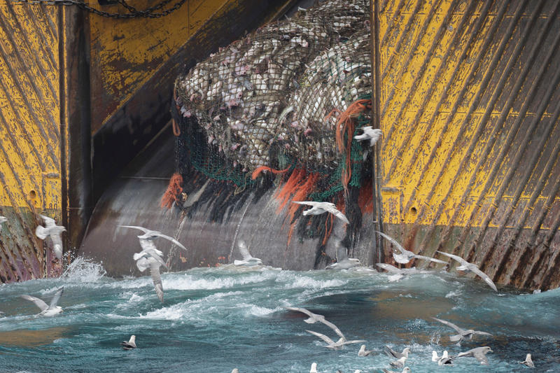 A bottom trawler, with a large net of fish being pulled onboard