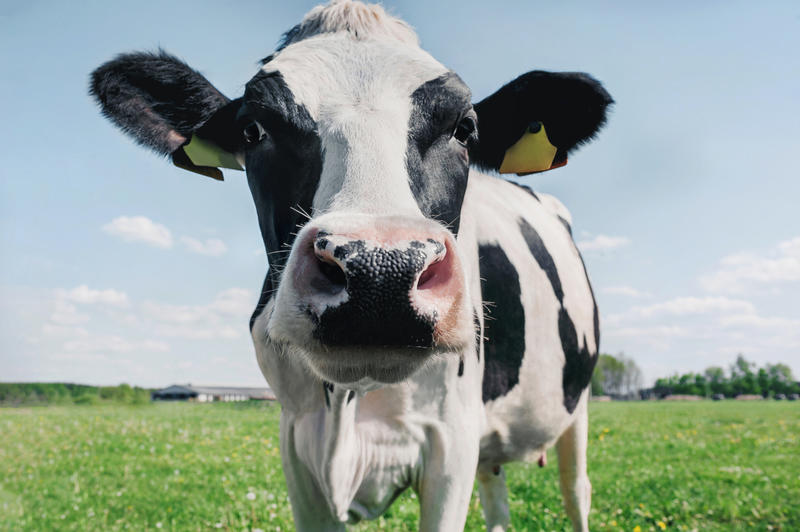 Close up portrait of a cow Close up portrait of a cow