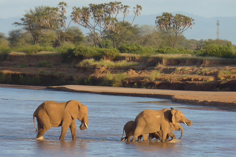 Elephants Crossing Ewaso Ngiro River, Samburu, Kenya Elephants Crossing Ewaso Ngiro River, Samburu, Kenya - credit-fritz-vollrath