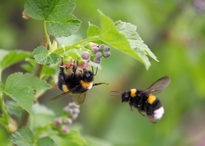Two bumblebees Two bumblebees