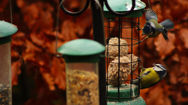 Blue tits in a garden, Credit: Luke Malhi Blue tits in a garden, Credit: Luke Malhi