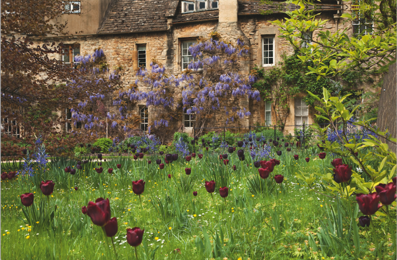 Nuffield garden - Credit: Andrew Lawson Tulips growing in a lawn, with wisteria-clad cottages in the background