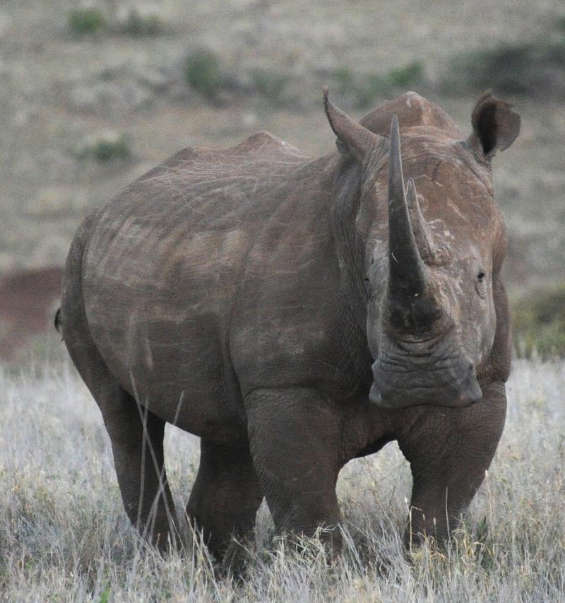 White rhino - credit F Vollrath A white rhino