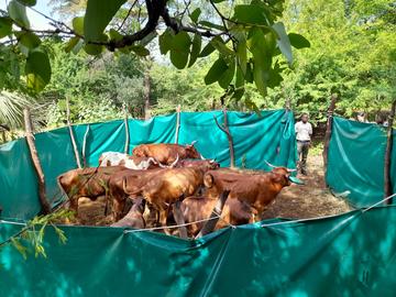 A mobile boma showing cattle inside A mobile boma showing cattle inside