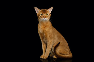 An Abyssinian Cat An Abyssinian Cat