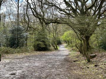 A sunlit glade of wood in Shotover Park, April 2023