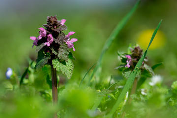 Photograph of red dead nettle Photograph of red dead nettle