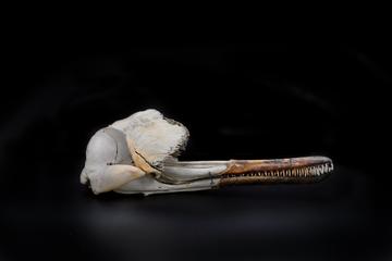 Skull of a river dolphin Skull of a river dolphin