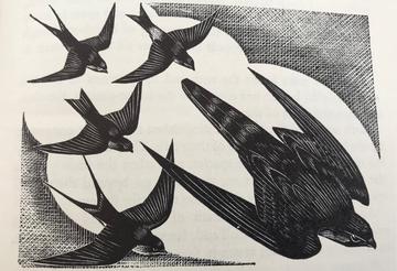 Swifts from Gilbert White Swifts from Gilbert White