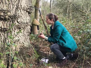 DPhil student Anett Kiss checks a nesting box for eggs
