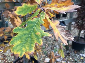 An oak tree sapling's leaves turning in the autumn of 2022 An oak tree sapling's leaves turning in the autumn of 2022